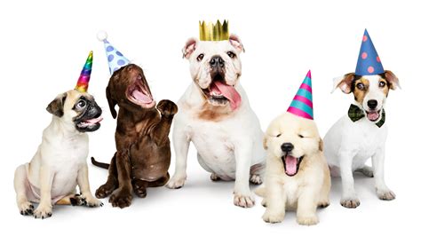 Party Packages - The Dog Bar png image