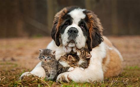 Красивые картинки кошек и собак 45 фото