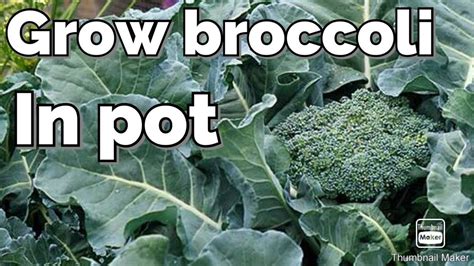 How To Grow Broccoli In Pot Seed To Harvest Youtube