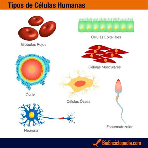 Tipos De Células Del Cuerpo Humano Cuerpo Humano Pinterest