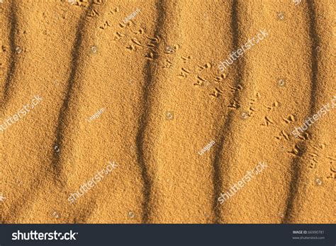 Animal Tracks In Sand Dunes Of The Sahara Desert Stock Photo 66990781