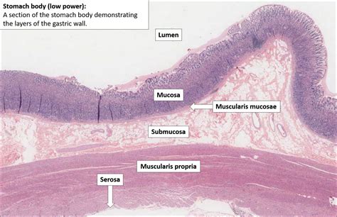 Histology Stomach Pyloric Histology Stomach Pinterest Human My XXX