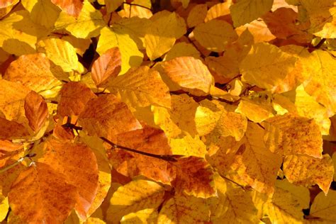 Buchenlaub in leuchtenden Herbstfarben - Schöpfung