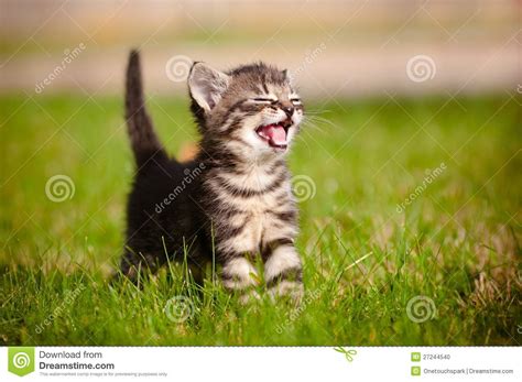 Tabby Kitten Meowing Stock Photo Image Of Funny Outdoor 27244540