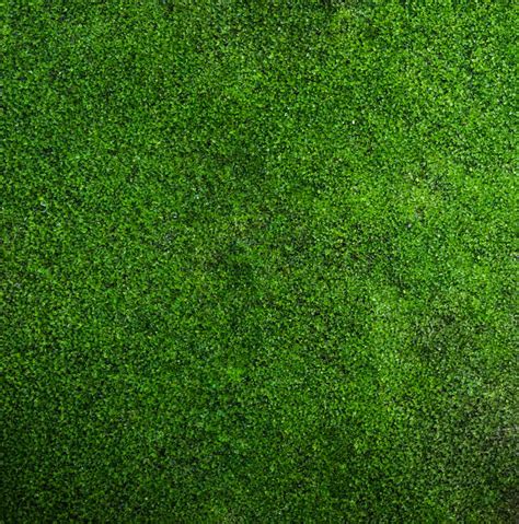 Best Moss Texture Stock Photos Pictures And Royalty Free Images Istock