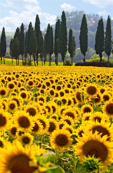 Sunflower Field Tuscany Italy Landscape Sunflower Fields Nature