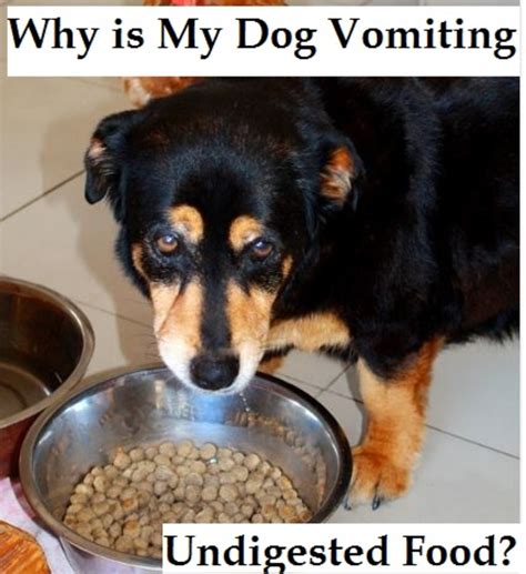 All dog owners find their dog vomiting worrying. Causes for Dogs Vomiting Undigested Food - Dog's Upset Stomach