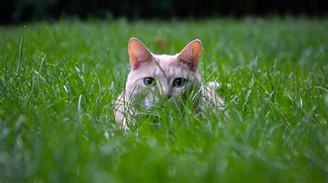 Because my dogs and cats eat grass all the time. Why Do Cats Eat Grass?