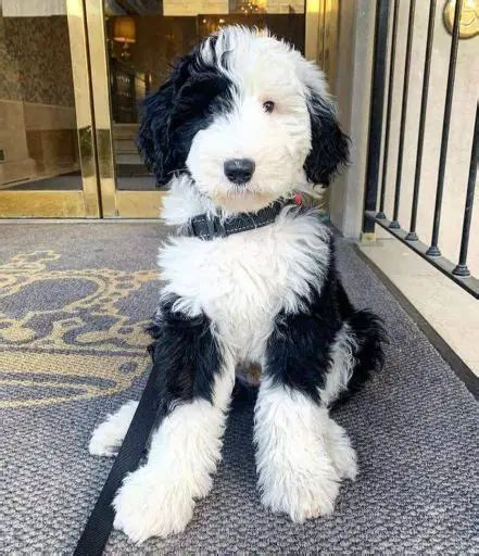 104 Adorable Poodle Mixes Best Crossbreed Poodles For You Wowpooch