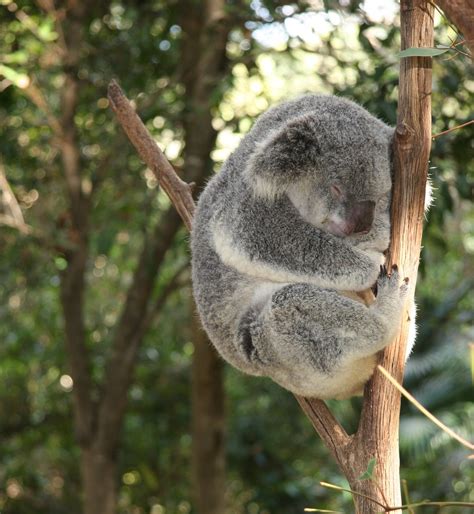 Sleeping Koala A Sleeping Koala At Currumbin Wildlife San Flickr