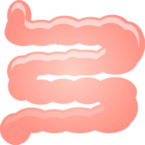 Small Intestine Clip Art