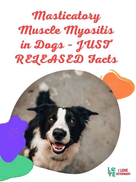 Masticatory Muscle Myositis In Dogs Just Released Facts I Love