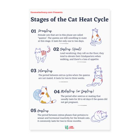 Cat Heat Cycle Stages Hetatay