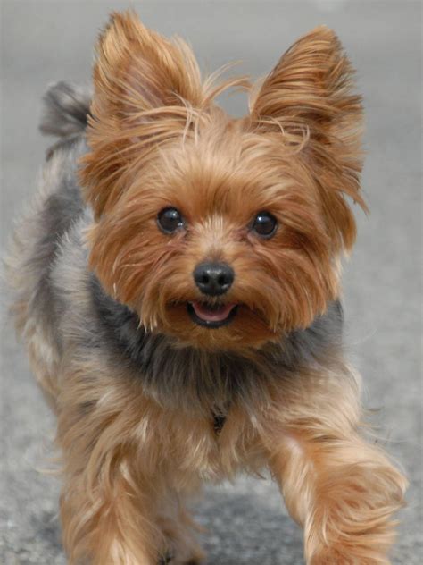 Yorkie Wallpapers Top Free Yorkie Backgrounds Wallpaperaccess