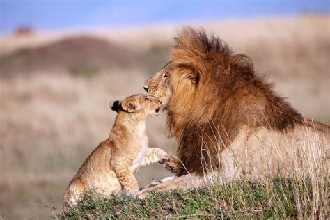 Incredible Photos Show Real Life Mufasa And Simba Sharing A Sweet Hug