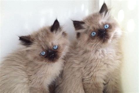 Newest oldest price ascending price descending relevance. Himalayan Kittens For Sale | Manhattan Puppies & Kittens