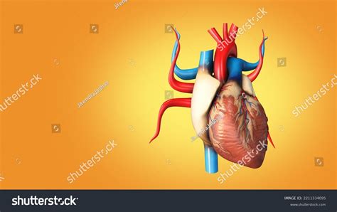 Medical Structure Human Heart 3d Illustration Stock Illustration