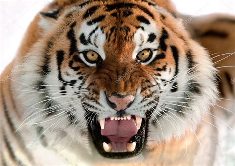 Siberian Tiger Growling Stock Photo By ©surzet 12002681