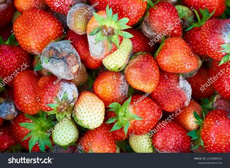 Mold On Strawberries Rotten Berry Stock Photo 2156989551 Shutterstock