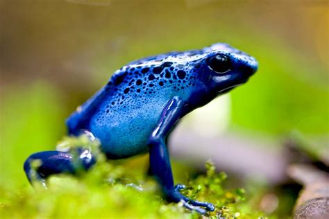 7 Awesome Frog Species Of The Tropics Britannica