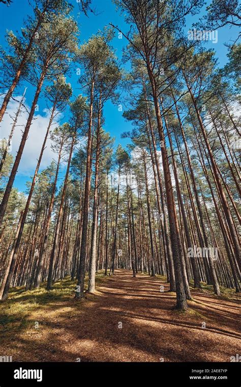 The Tall Pine Tree Forest In A Straight Line Estonia Stock Photo Alamy