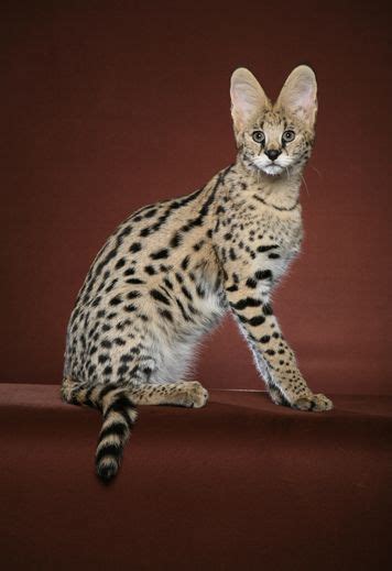 52 Best Images About Savannah Cats On Pinterest Cats Savannah Cats