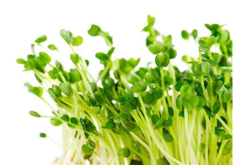Wild arugula variety popular with chefs; Arugula Sprouts - Garden Seeds Market