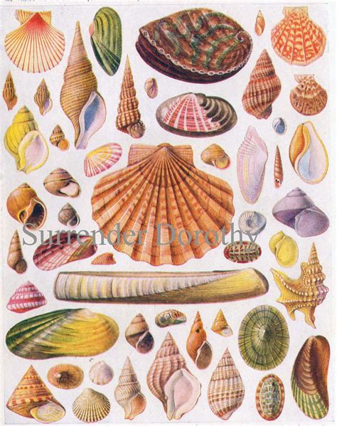 Beautiful Shells Of The World Lithograph Chart 1928 Flickr