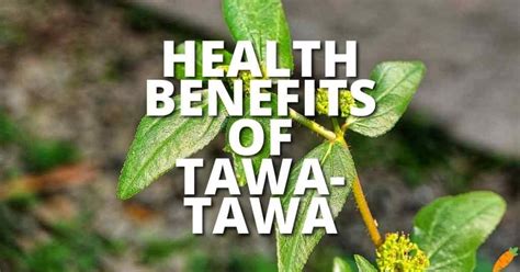 17 Potential Health Benefits Of Tawa Tawa Plant