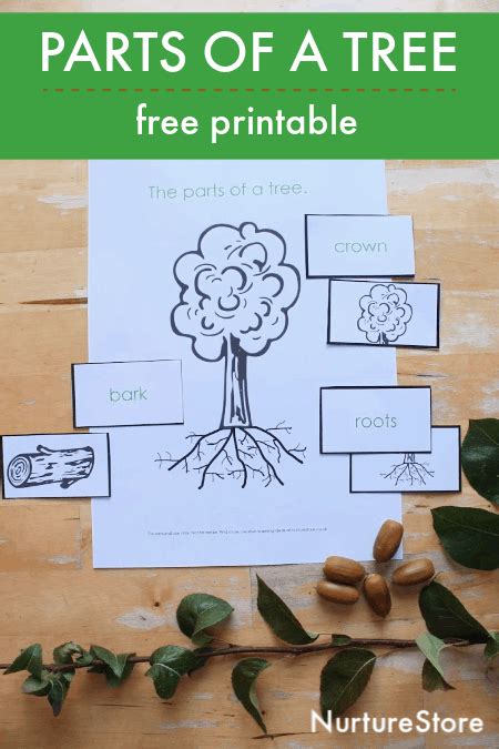 Parts Of A Tree Lesson With Printable Tree Id Lesson Tree Unit