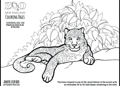 Hope you liked our collection of free printable leopard coloring pages for your little kids. Baby Snow Leopard Coloring Pages at GetColorings.com ...