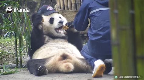 Cute Fat Panda Having Food Must Watch This Video Youtube
