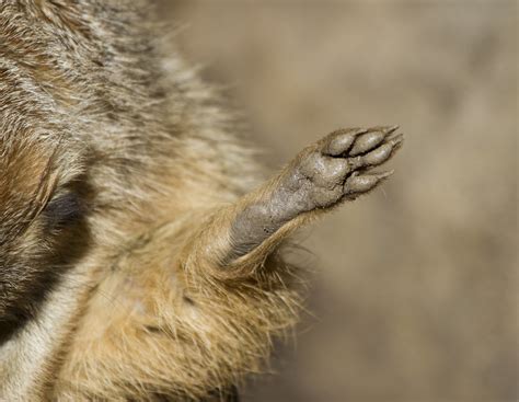 Meerkat Foot Nathan Rupert Flickr