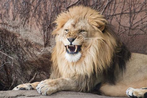 Fierce Lion Photograph By Lorraine Matti Pixels