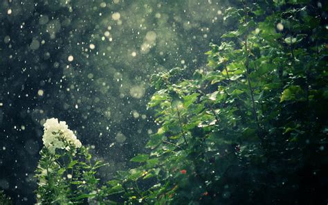 Raining Forest Wallpapers Top Free Raining Forest Backgrounds