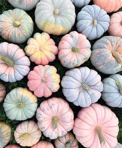 I Want Them All ☝🏻🎃 Pinkpumpkins Pumpkinpatch Pumpkineverything