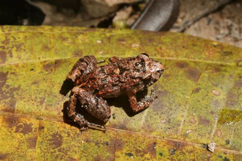 Leptodactylidae Neotropical Frogs Wildlife Journal Junior