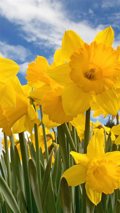 Free Download Sunny Daffodils Wallpapers Hd Wallpapers 1600x1200 For