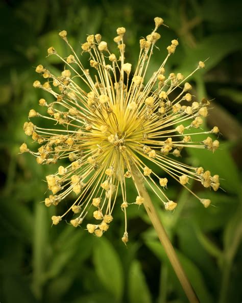 Allium Seed Head