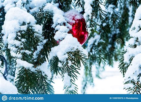 Snow Covered Branches Of A Christmas Tree Close Up Background For New