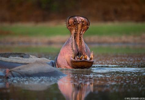 Hippo Yawn Will Burrard Lucas