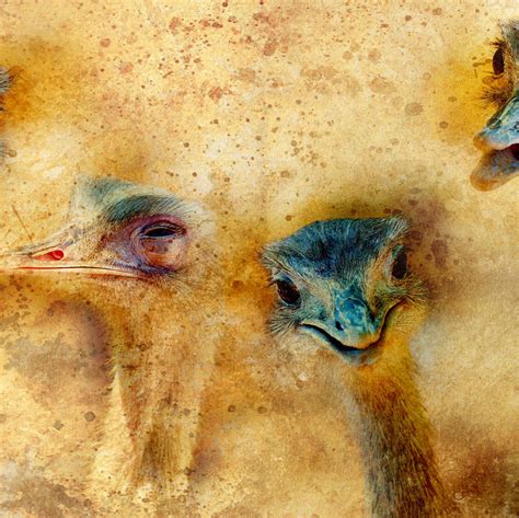 Vintage Ostrich Heads Multi Panel Canvas Wall Art