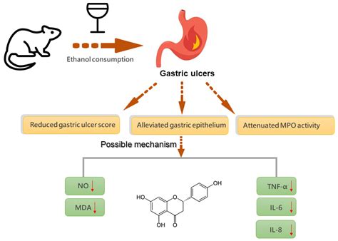 Ijms Free Full Text The Gastroprotective Effect Of Naringenin