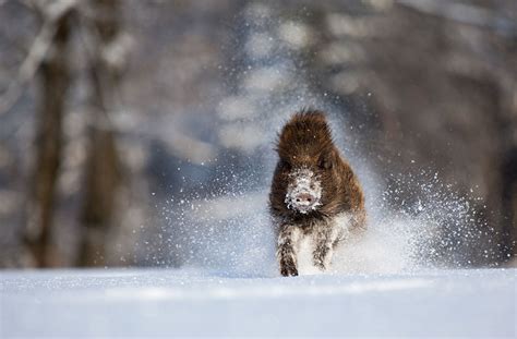 19 Gorgeous Photographs Of Wild Animals During Winter Time Demilked