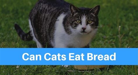 Can Cats Eat Bread Petsolino