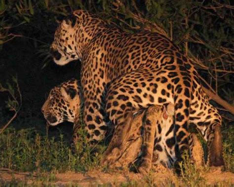Mating Jaguars In Pantanal Mammal Watching