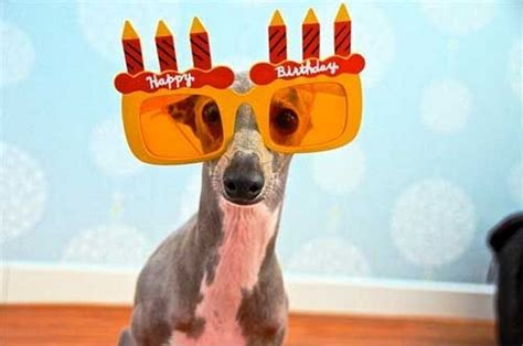 The 45 Birthday Wishes For Dogs Wishesgreeting