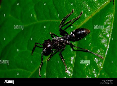 Bullet Ant Paraponera Clavata Lowland Tropical Rainforest Near