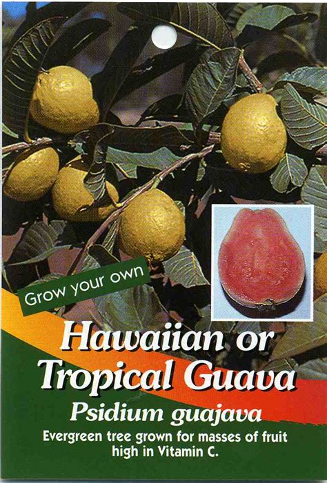 Hawaiian Or Tropical Guava Psidium Guajava Buy Hawaiian Or