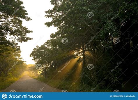 Forest Road Under Sunset Sunbeams Stock Photo Image Of Trail Forest